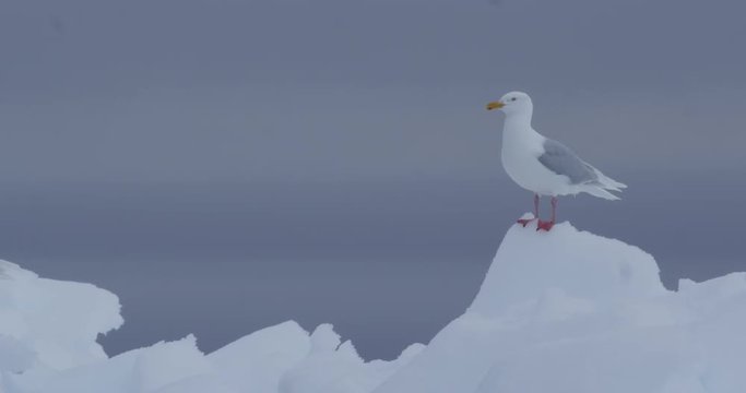 Medium - gull stands on chunk of ice on grey day