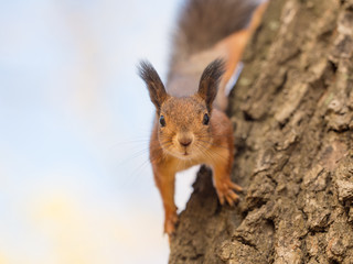 portrait of a curious squirrel closeup