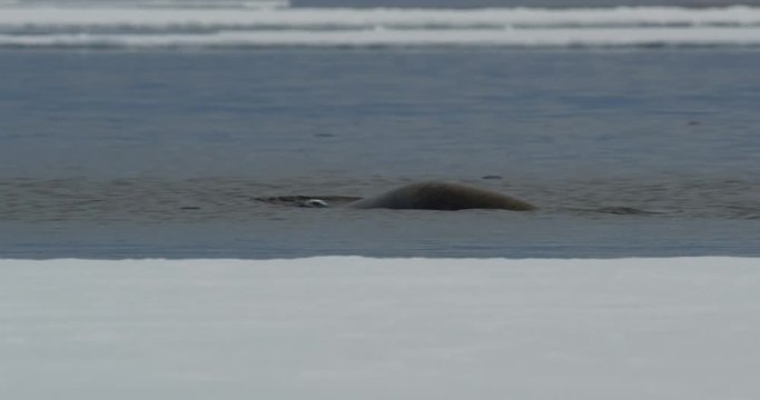 Close on bearded seal swims along edge of sea ice and dives
