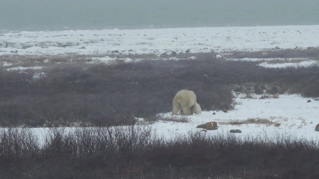 Wrestling Polar Bears Next to Sea in Snow