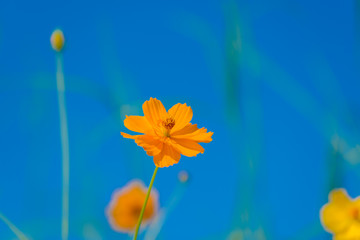 Fototapeta na wymiar Cosmos flowers blooming