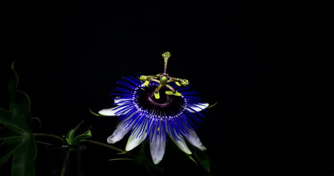 Passion Flower Blooming Life Cycle. Studio Isolated on a Black Background