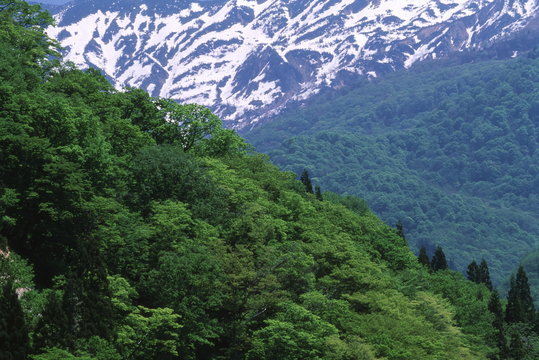 春の山