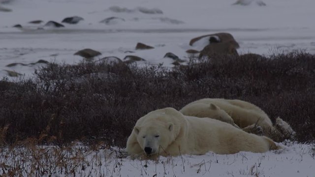 Slow motion - polar bears napping in willows as snow falls