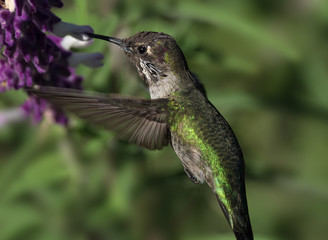 Anna's hummingbird feeding on Mexican sage.