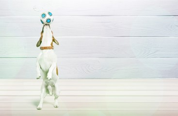 Dog.