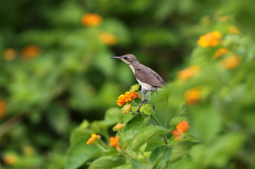 Purple Sunbird (Cinnyris asiatica) perching