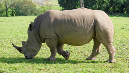Rhinoceros walks left