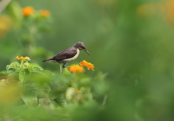 Purple Sunbird (Cinnyris asiatica) perching