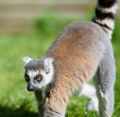 Ring tailed lemur walking on a sunny day