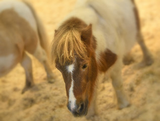 Glowing soft pony portrait