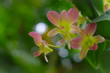 orchid flowers are blossom in the morning with sunlight and bokeh background