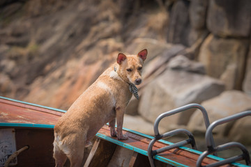 Thai Dog on the longtail boat