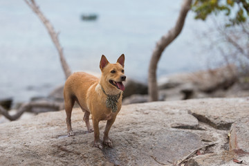 Thai Dog on the rock