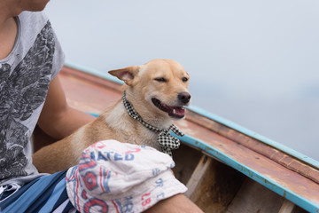 Thai Dog on a longtail boat