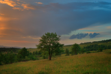 Fototapeta na wymiar Carpathian Tree at Sunset