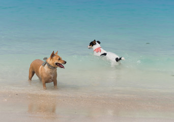 Jack Russell and Thai dog at the beach