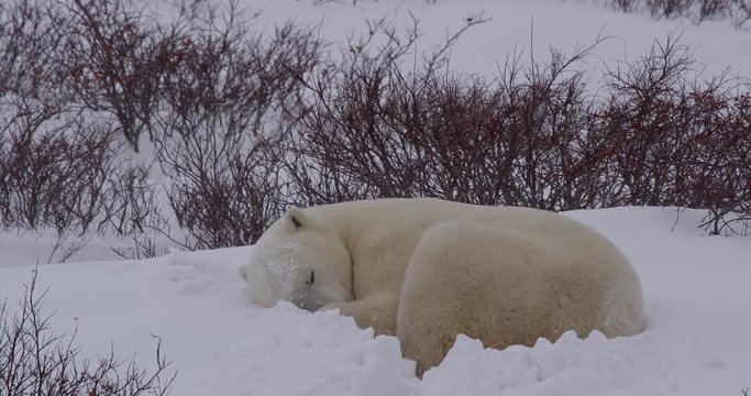 Sleeping polar bear in willows as snow blows over top