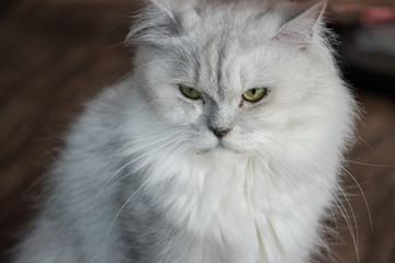 Naklejka na ściany i meble The white Persian cat.