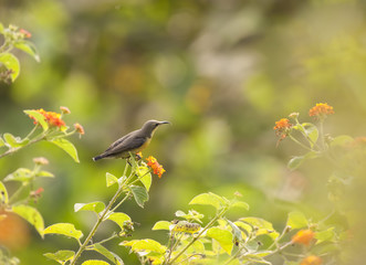 Purple sunbird