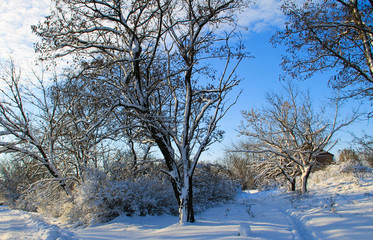 Winter rural landscape with snowy trees