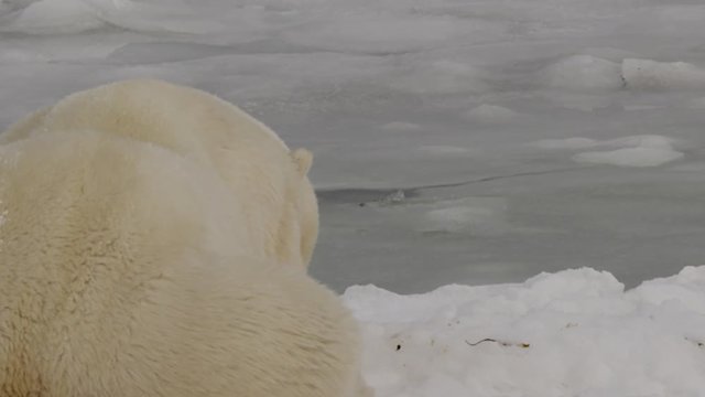 Polar bear rump watching sea ice on coast