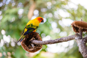 Parrot, Colorful parrot, Macaw Parrot, Colorful macaw