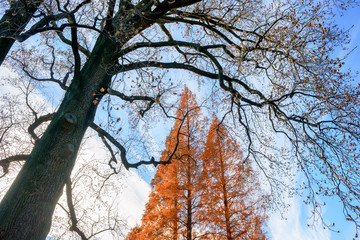 メタセコイアの木々