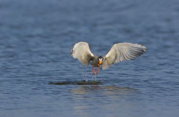 River tern Flying 