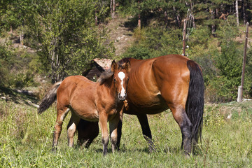 Naklejka na ściany i meble Mare with newborn foal on pasture