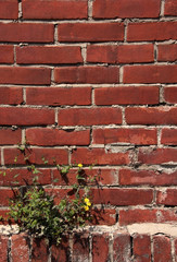 Red brown brick wall with dandelion plant grow up on a corner.