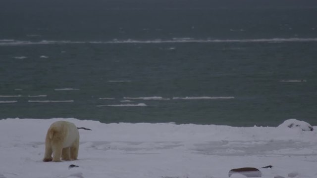 Slow motion - polar bear on edge of frozen stormy bay