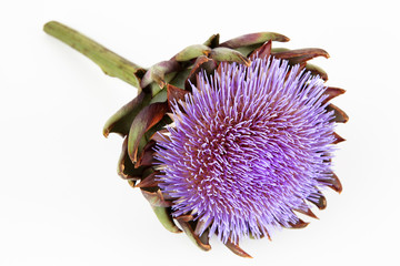 Artischockenblüte