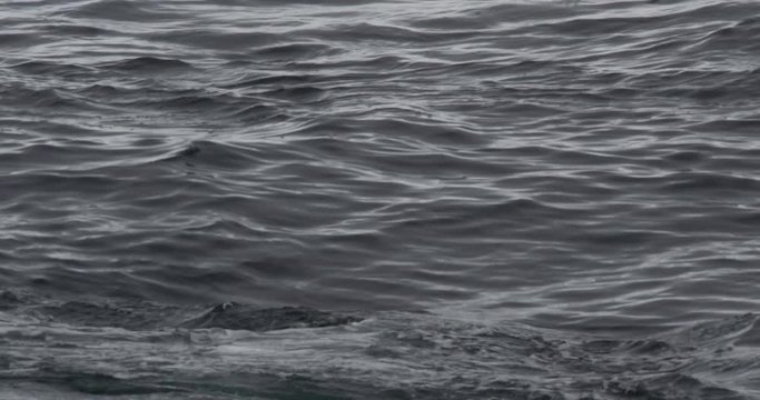 Closeup on humpback whales diving in the arctic ocean and showing their flukes