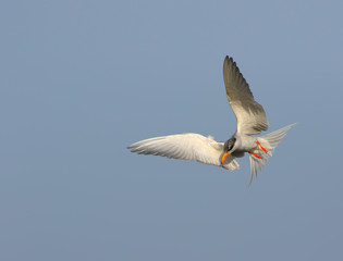 River tern Flying 