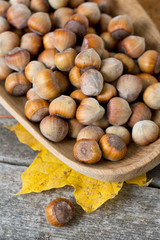 hazelnuts and autumn leaves