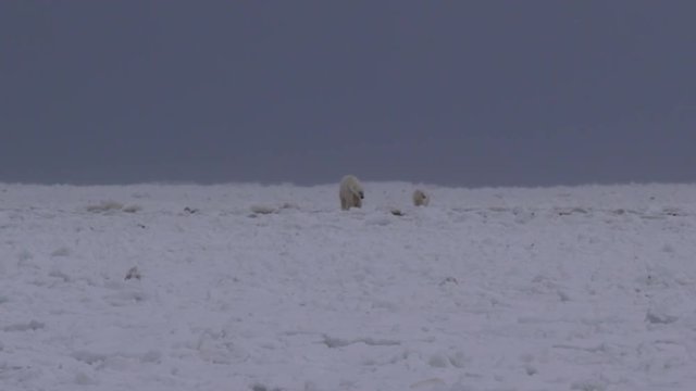 Polar bear family walks towards camera over sea ice waves