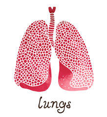 Lungs watercolor illustration, human anatomy vector isolated on white background with handwritten text