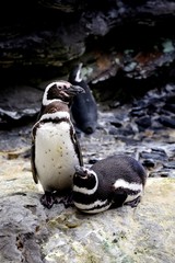 Naklejka premium Penguins 