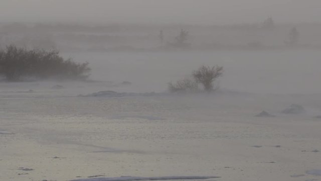 Slow motion blizzard winds scour willows and spruce on tundra
