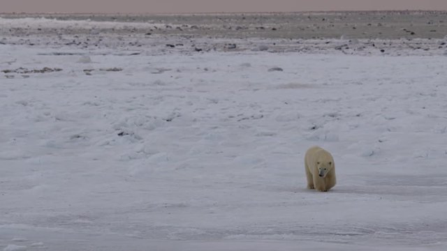 Polar bear on frozen tidal flat walks towards camera in pink dawn