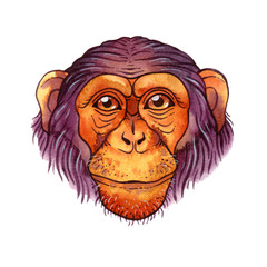 Watercolor chimpanzee on white background