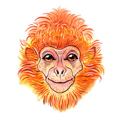 Watercolor javan lutung on white background