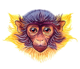 Watercolor red-eared guenon on white background