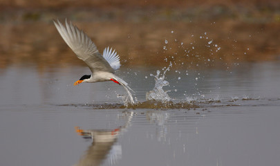 Bird-river tern  flying