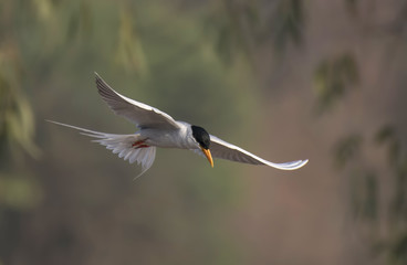 Obraz premium Bird-river tern flying