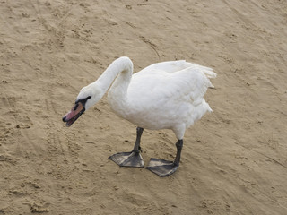 Young Mute swan, Cygnus olor, with pale red beak standing on sand beach in attack position,...