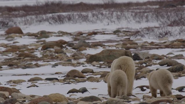 Polar bear cub looks back as family hustles away across snow