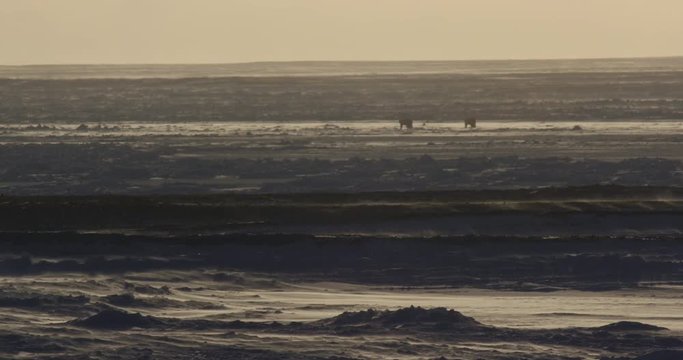 Polar bears on sea ice in desolate blowing snow evening
