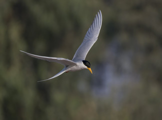 Bird-river tern  flying